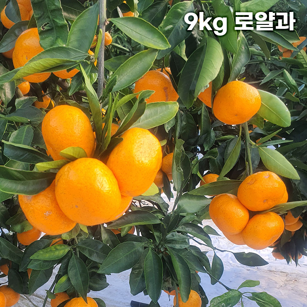 제주직송 극조생(타이백) 노지 감귤 실중량 9kg 로얄과 (S-M)