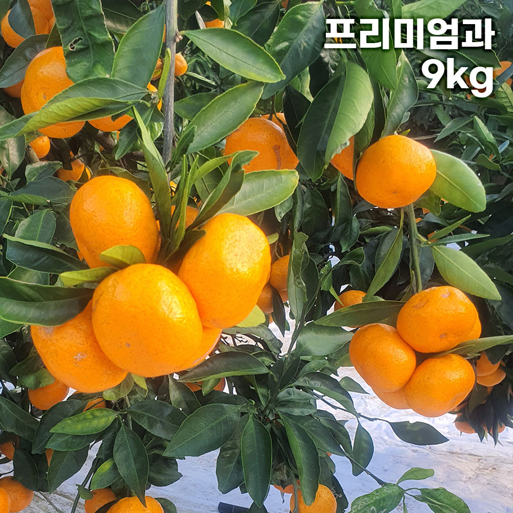 제주직송 극조생(타이백) 노지 감귤 실중량 9kg 프리미엄과 (S)