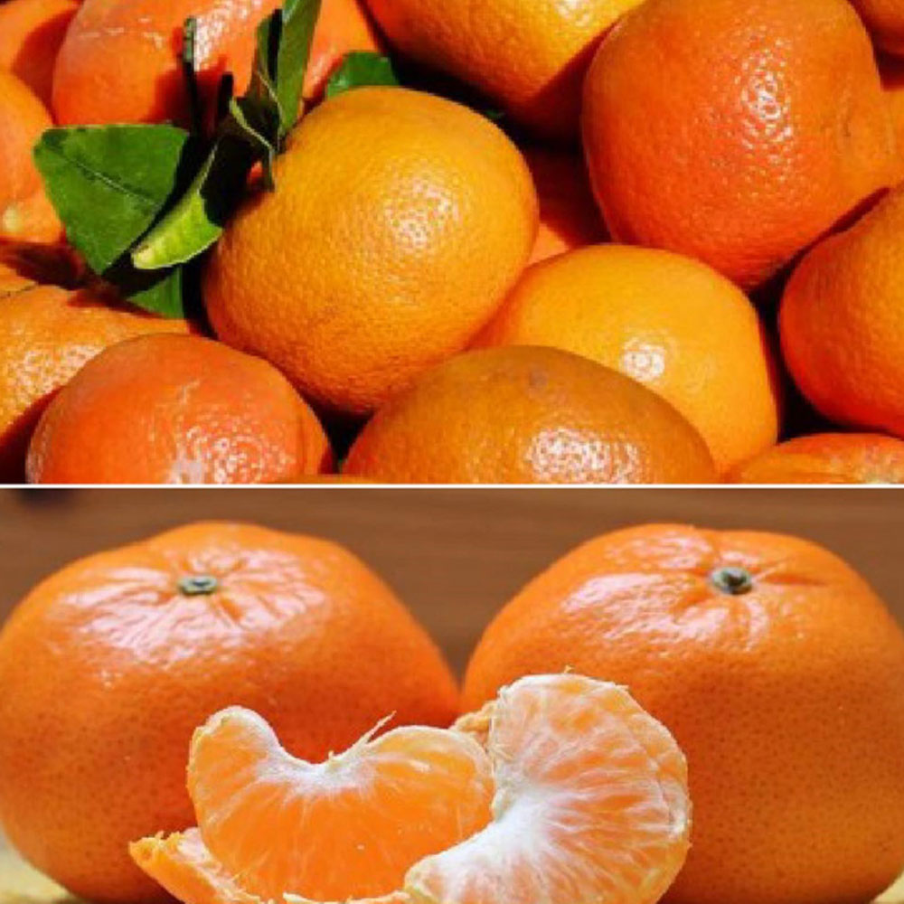 [보자기포장] 제주 감귤 3kg(특품 35~50과)