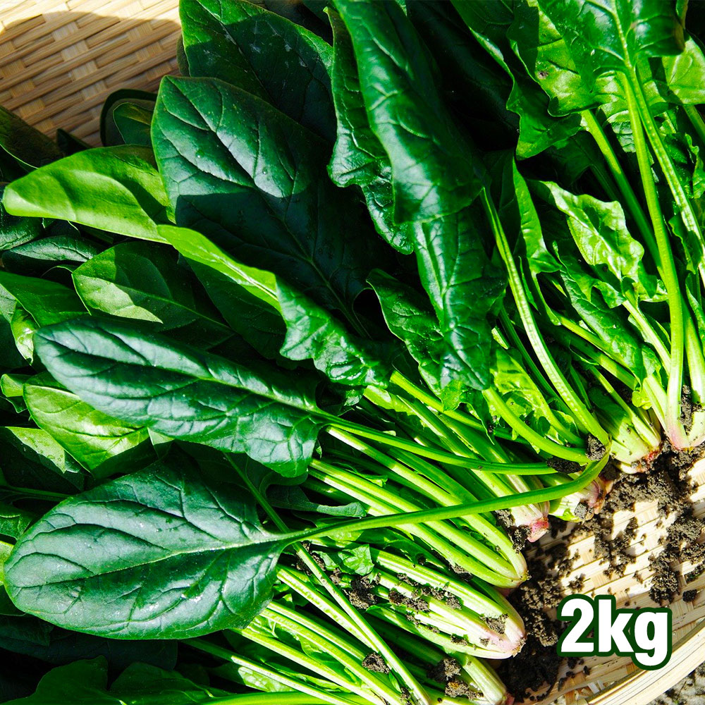 국내산 손질 시금치 2kg (특품)