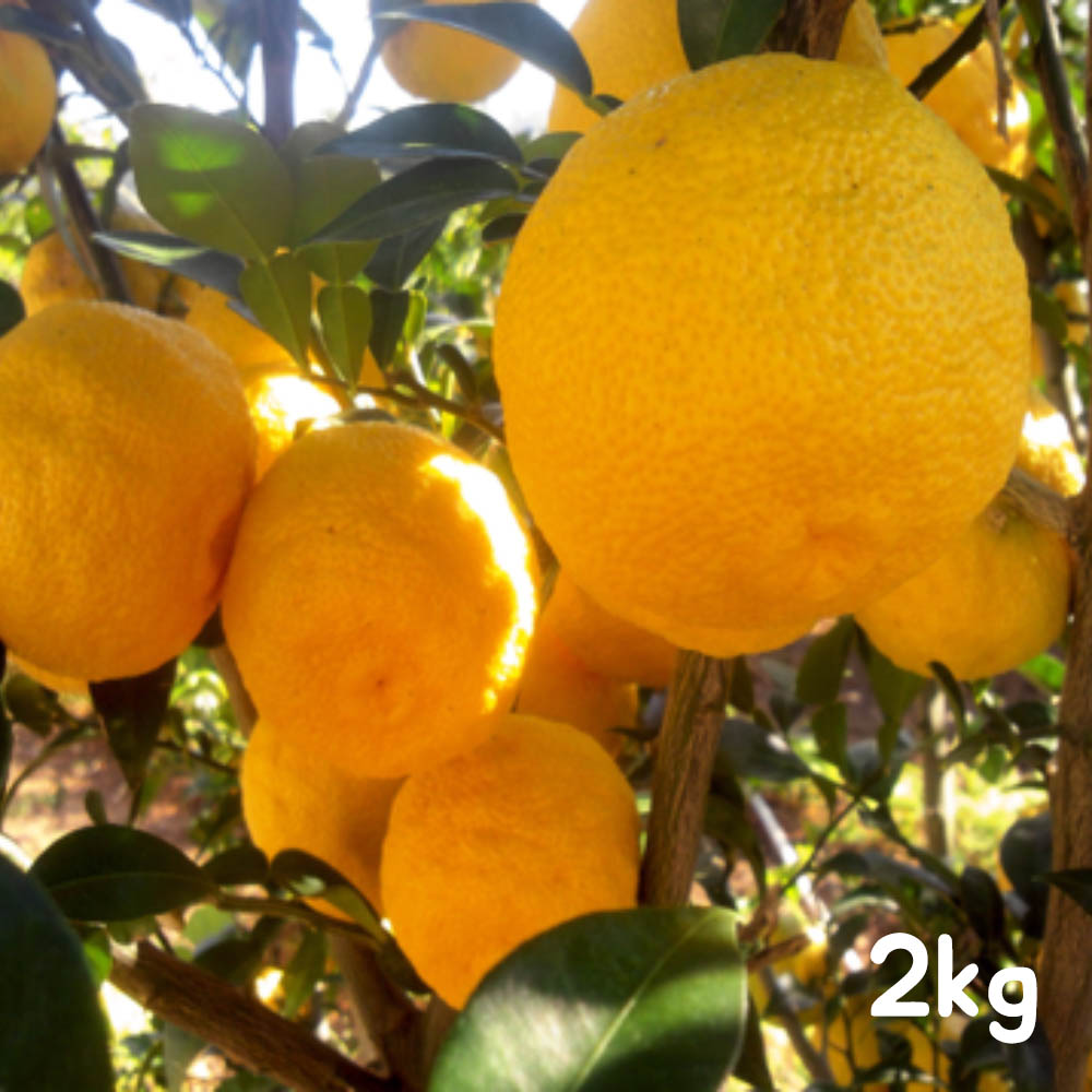 향이 진한 남도 유자생과 2kg (정품 12~20개)