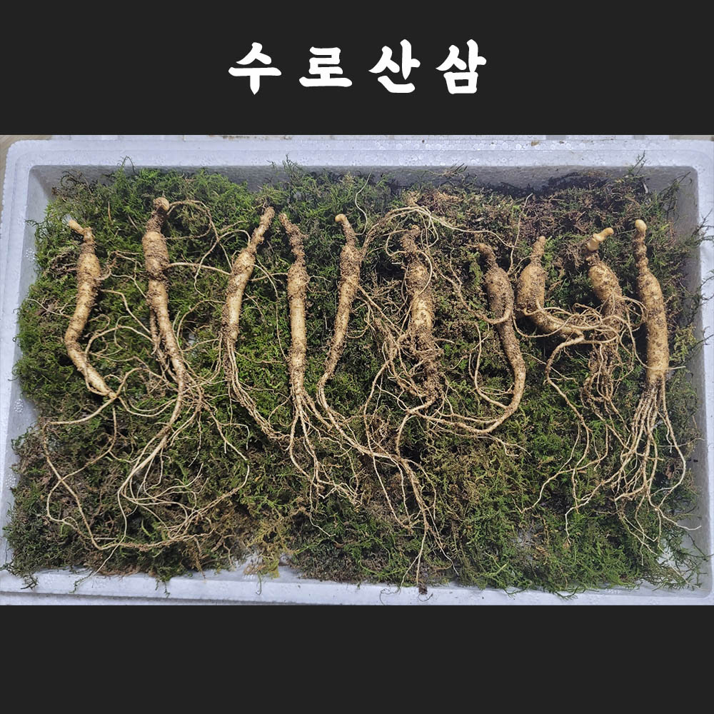 [수로산삼] 산양산삼 6~7년근 정삼(무농약합격증) 10뿌리