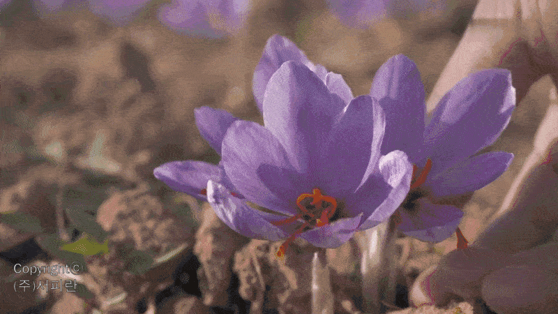 epark1_d6.gif