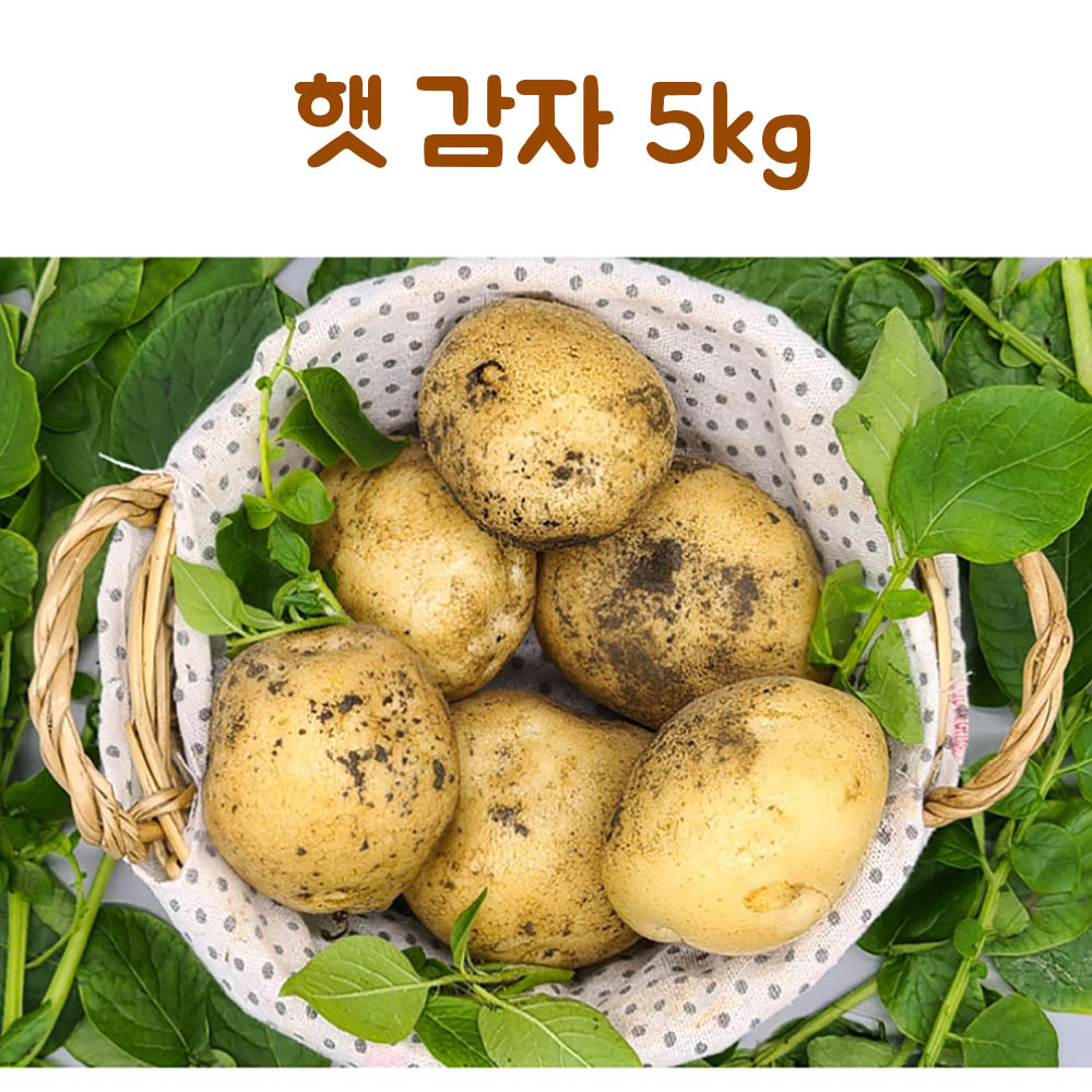 26년 햇 감자 5kg(중)
