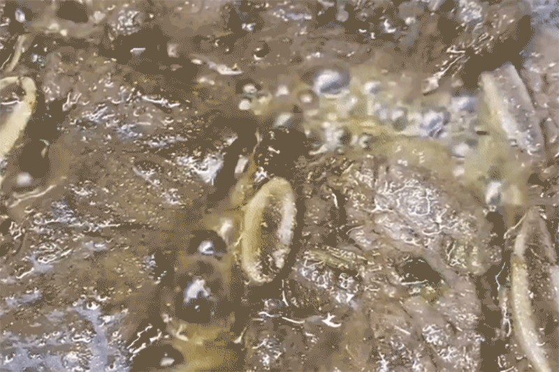 enn22_d8.gif