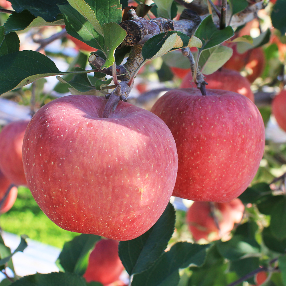 경북 부사 꿀사과(가정용) 5kg 29-31과