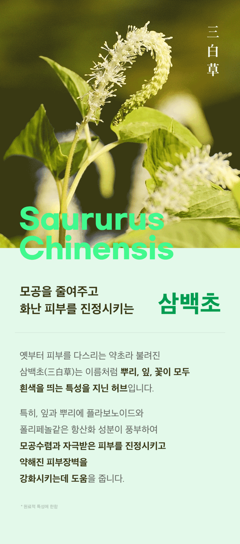 뷰망뜨 삼백초 앰플 50ml 상세 8