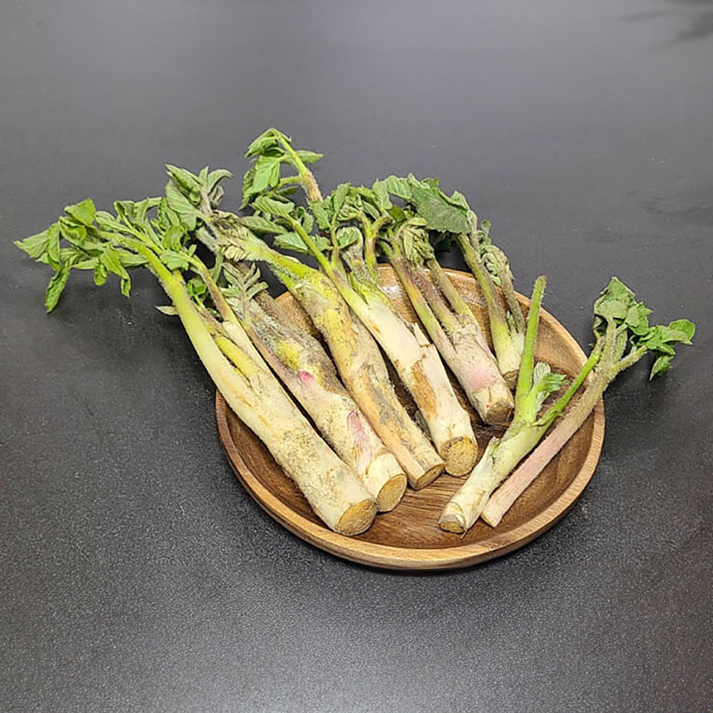 국산 땅두릅 500g