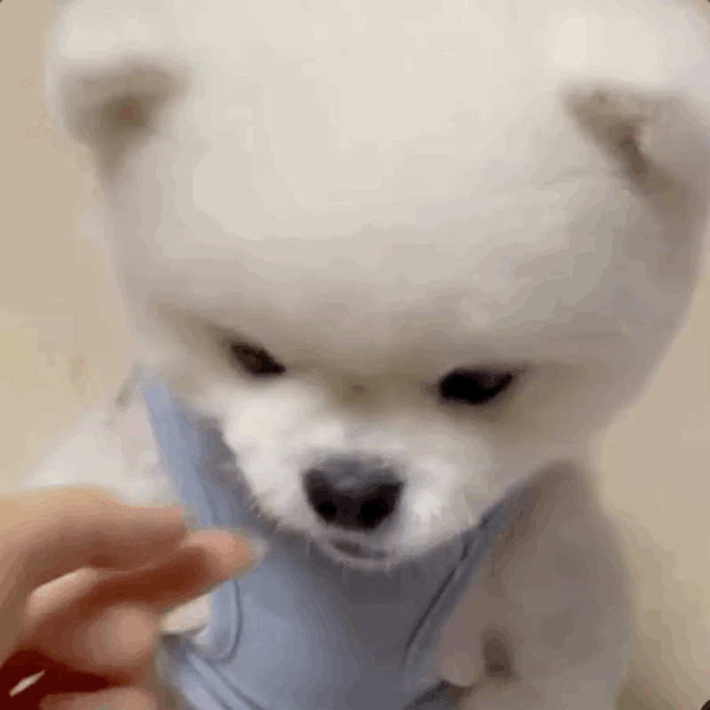 prs-d21-12.gif