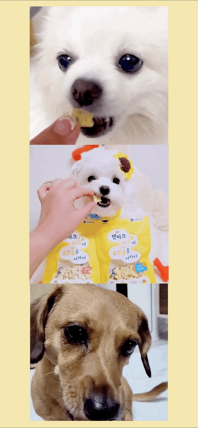 뉴알엑스 덴마크 까망베르치즈+유산균 80g/체다치즈+유산균 80g 상세 3