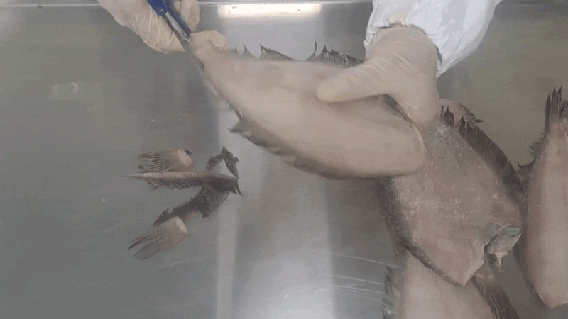 dd-b14.gif