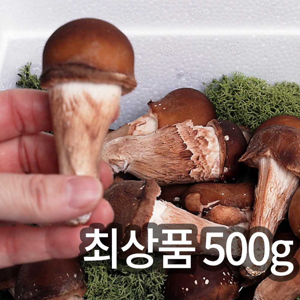 솔방 365 신선 논산 최상품 참송이버섯 500g