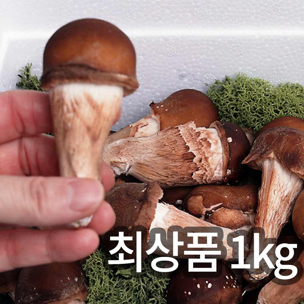 솔방 365 신선 논산 최상품 참송이버섯 1kg