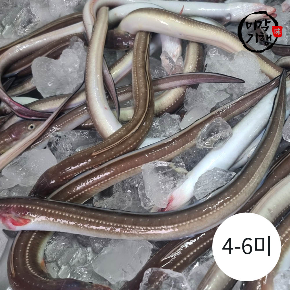 [미각기행] 손질 통영 바다장어 중 650g(4-6미)