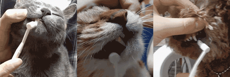 pe4.gif